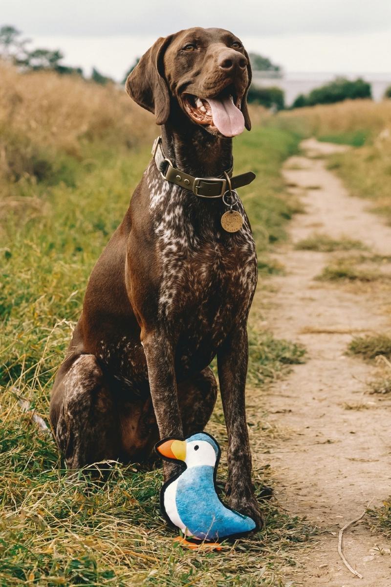 Beco Rough Tough Recycled Plastic Paloma Puffin Dog Toy